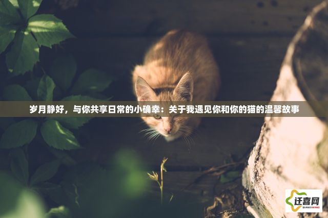 岁月静好，与你共享日常的小确幸：关于我遇见你和你的猫的温馨故事