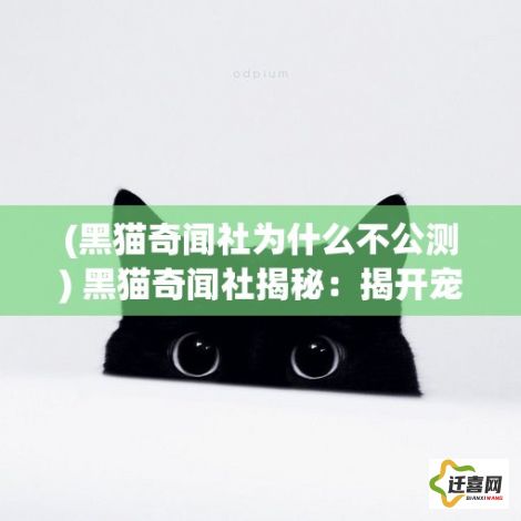 (黑猫奇闻社为什么不公测) 黑猫奇闻社揭秘：揭开宠物行业的神秘面纱，你所不知道的异国品种探秘之旅！